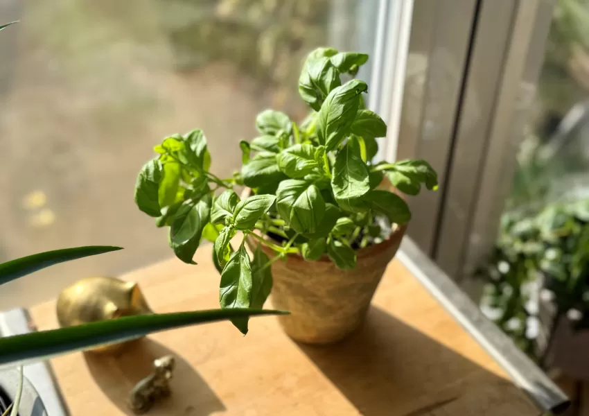 basil in a flowerpot on a windowsill 