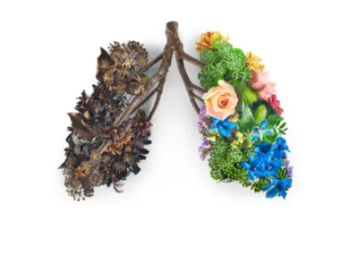 Pair of lungs made of natural foliage. Brown lung on the left made of dried pine cones, twigs. Colourful lung on right made of flowers and petals.