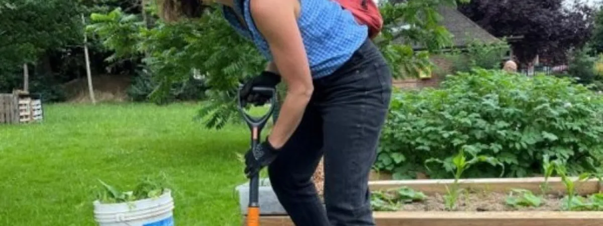 Someone with a spade, digging some soil, at one of the food-growing locations in Barnet.