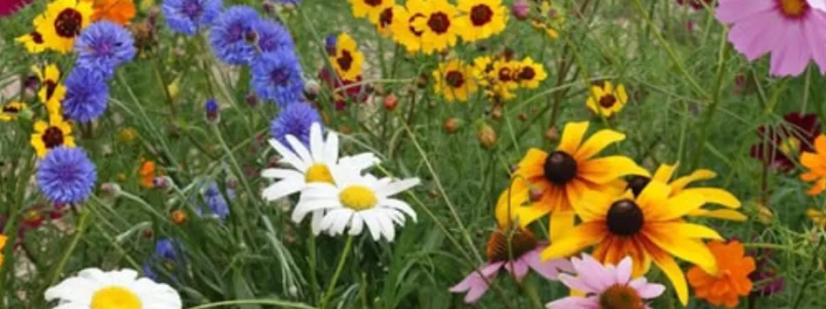 Picture of wildflowers